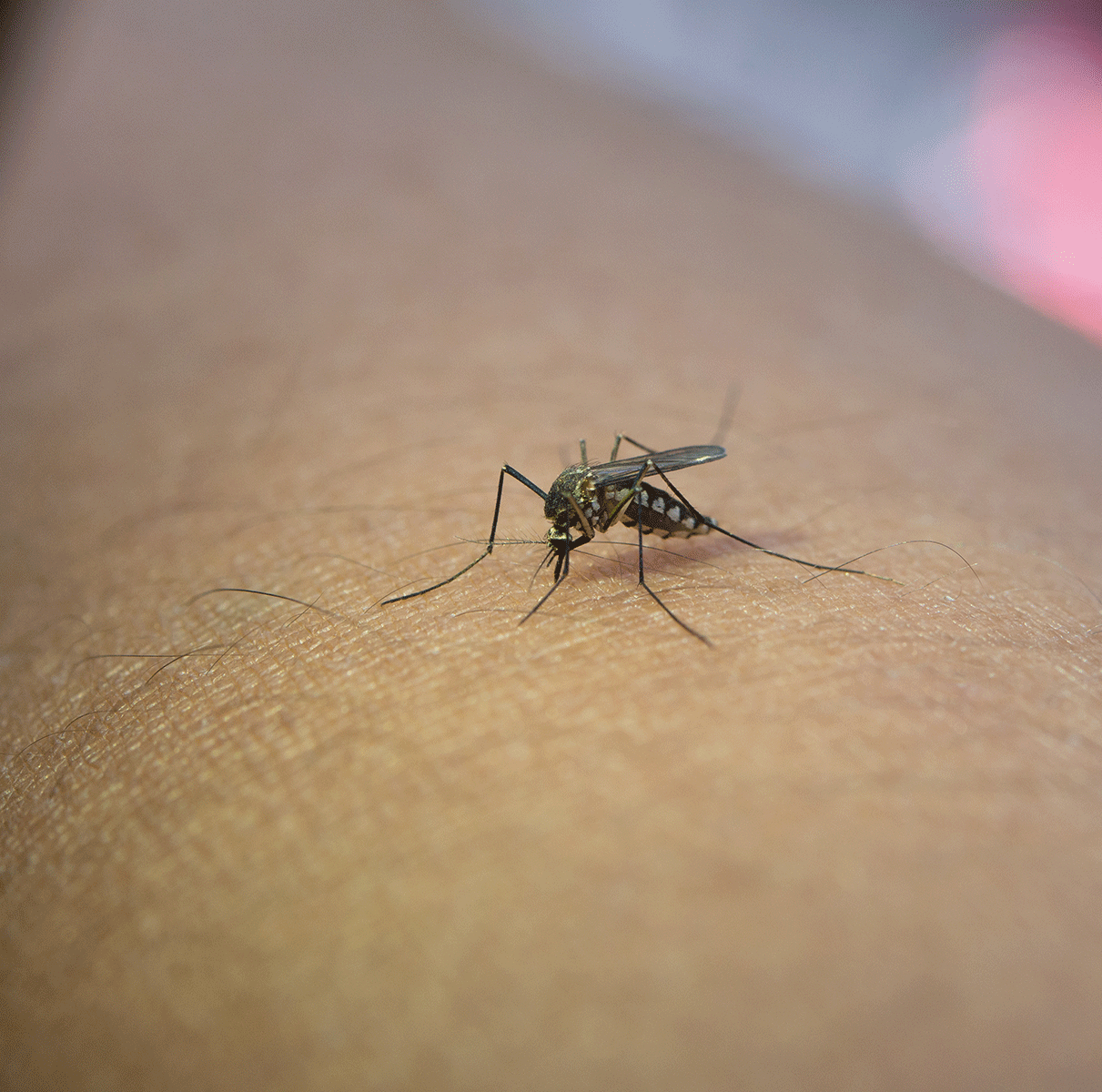 https://iamcghana.com/wp-content/uploads/2023/06/malaria.gif